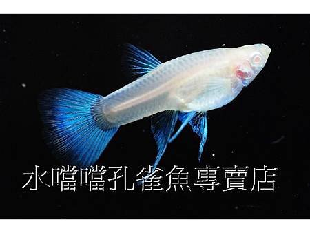 水噹噹孔雀魚專賣店004.jpg