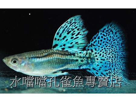 水噹噹孔雀魚專賣店002.jpg
