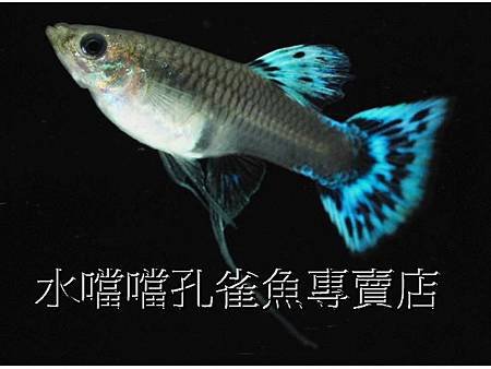 水噹噹孔雀魚專賣店001.jpg