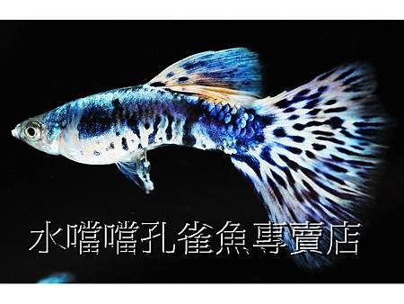 水噹噹孔雀魚專賣店010.jpg