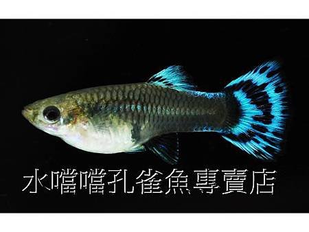 水噹噹孔雀魚專賣店005.jpg