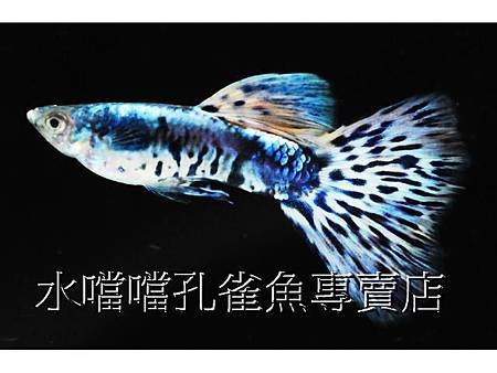 水噹噹孔雀魚專賣店007.jpg