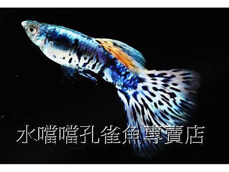 水噹噹孔雀魚專賣店008.jpg