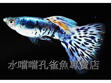 水噹噹孔雀魚專賣店009.jpg