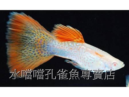 水噹噹孔雀魚專賣店001.jpg