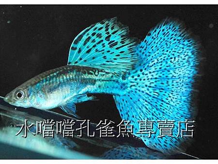 水噹噹孔雀魚專賣店002.jpg