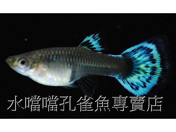 水噹噹孔雀魚003.jpg