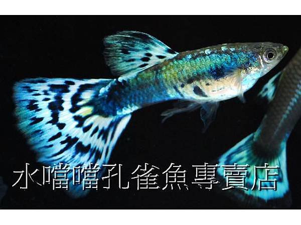 水噹噹孔雀魚001.jpg