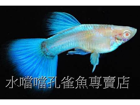 水噹噹孔雀魚003.jpg