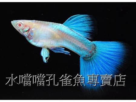 水噹噹孔雀魚001.jpg