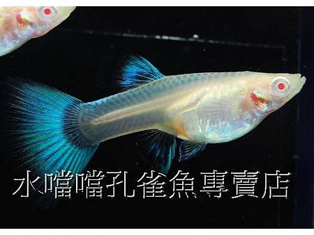 水噹噹孔雀魚005.jpg