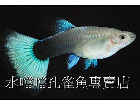 水噹噹孔雀魚003.jpg