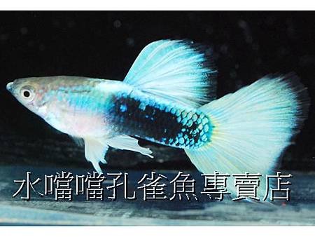 水噹噹孔雀魚001.jpg