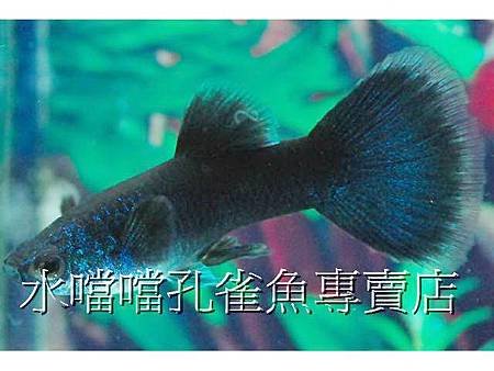 水噹噹孔雀魚001.jpg