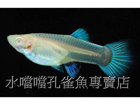 水噹噹孔雀魚003.jpg