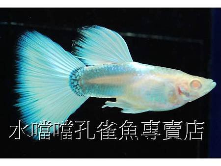 水噹噹孔雀魚001.jpg