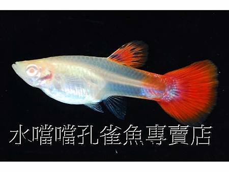 水噹噹孔雀魚005.jpg