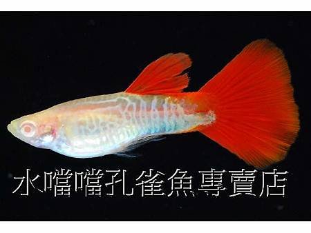 水噹噹孔雀魚003.jpg