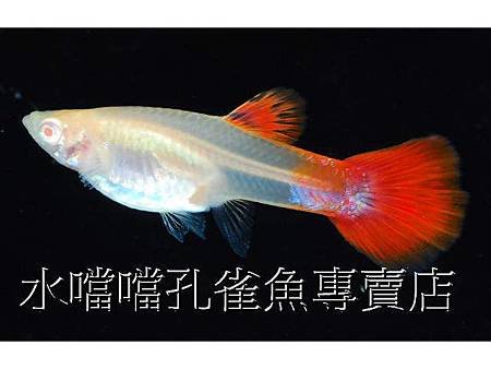 水噹噹孔雀魚004.jpg