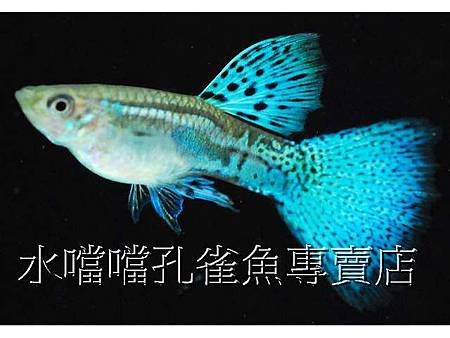 水噹噹孔雀魚001.jpg