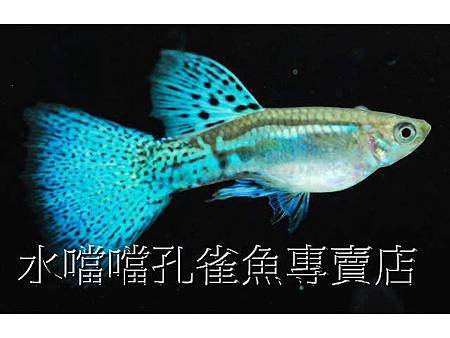 水噹噹孔雀魚002.jpg