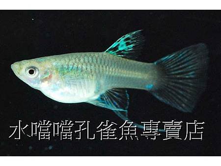 水噹噹孔雀魚004.jpg