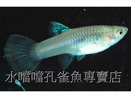 水噹噹孔雀魚003.jpg