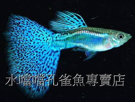 藍草尾緞帶高雄水噹噹孔雀魚專賣店