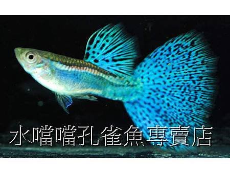 水噹噹孔雀魚002.jpg