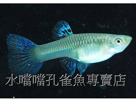 水噹噹孔雀魚005.jpg