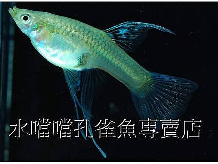 水噹噹孔雀魚006.jpg