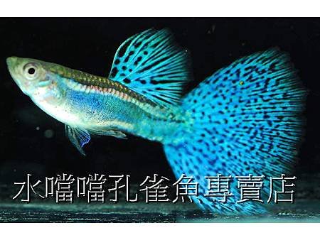 水噹噹孔雀魚003.jpg