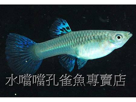 水噹噹孔雀魚004.jpg