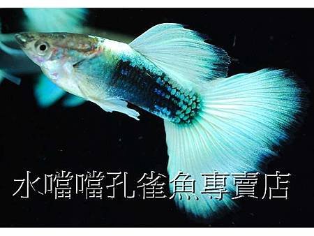 水噹噹孔雀魚001.jpg