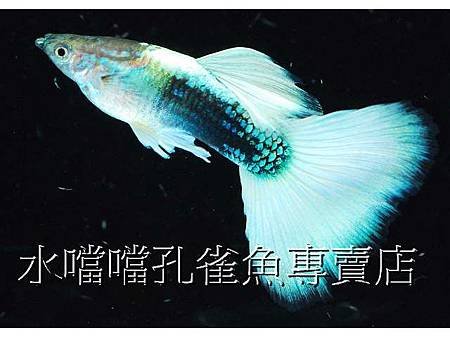 水噹噹孔雀魚003.jpg