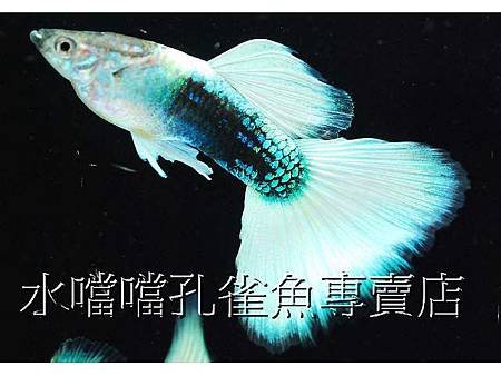 水噹噹孔雀魚002.jpg