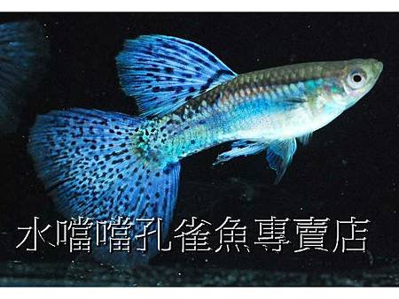 水噹噹孔雀魚001.jpg