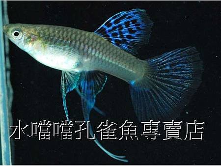 水噹噹孔雀魚004.jpg