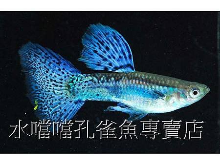 水噹噹孔雀魚002.jpg