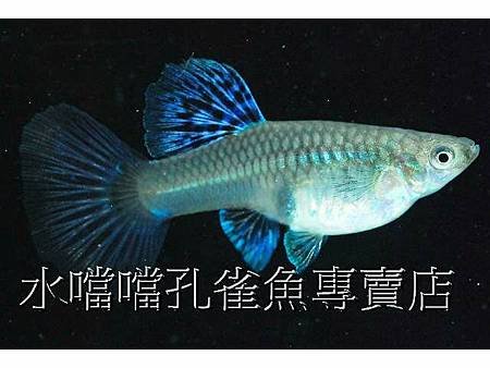 水噹噹孔雀魚003.jpg