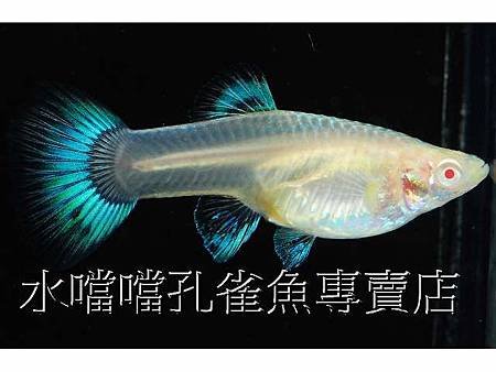 水噹噹孔雀魚002.jpg