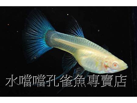 水噹噹孔雀魚003.jpg