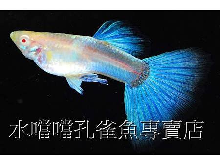 水噹噹孔雀魚001.jpg