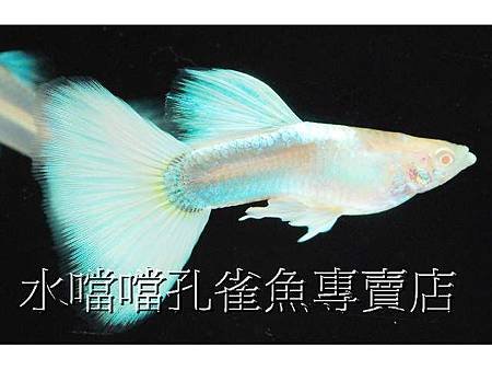 水噹噹孔雀魚001.jpg