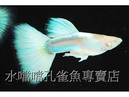 水噹噹孔雀魚002.jpg