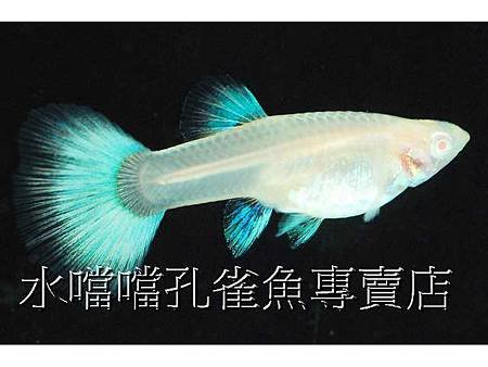 水噹噹孔雀魚005.jpg