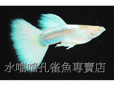 水噹噹孔雀魚003.jpg