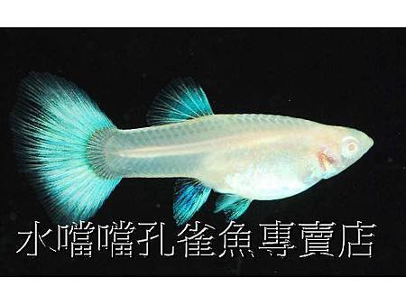 水噹噹孔雀魚004.jpg