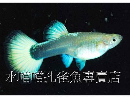 水噹噹孔雀魚004.jpg