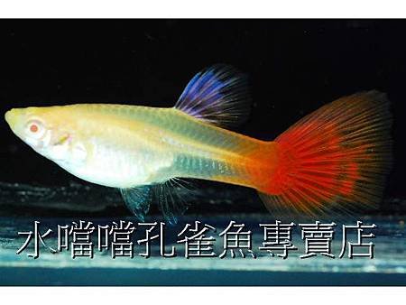 水噹噹孔雀魚002.jpg